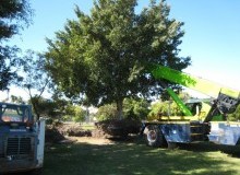 Kwikfynd Tree Management Services
tallangatta